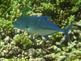 Rangiroa2 (Small).JPG